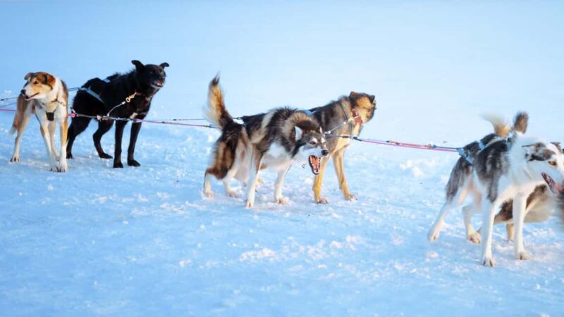 Rovaniemi: Insider 5km Husky Self Drive Tour - Key Points