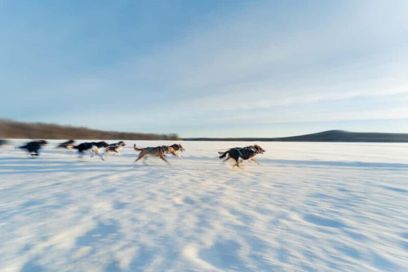 Rovaniemi: Insider 5km Husky Self Drive Tour - Who Will Love This Tour?