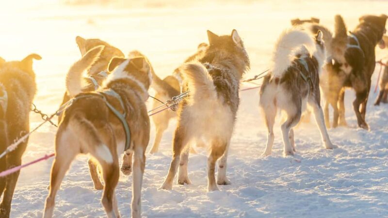 Rovaniemi: Insider 5km Husky Self Drive Tour - FAQ