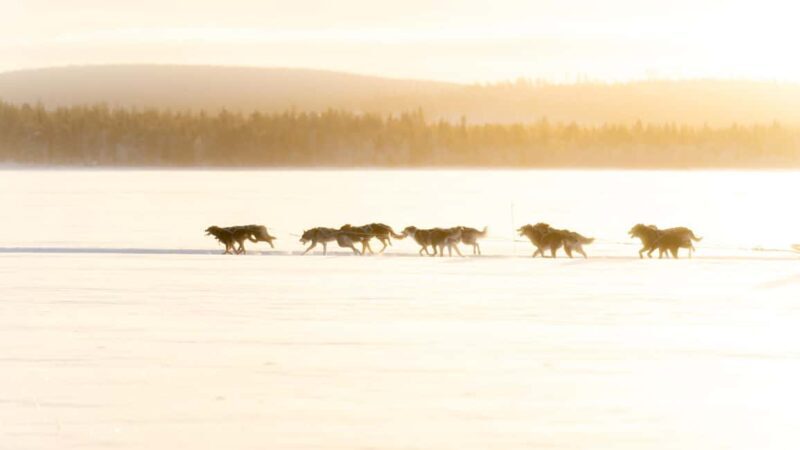 Rovaniemi: Insider 5km Husky Self Drive Tour - Final Thoughts