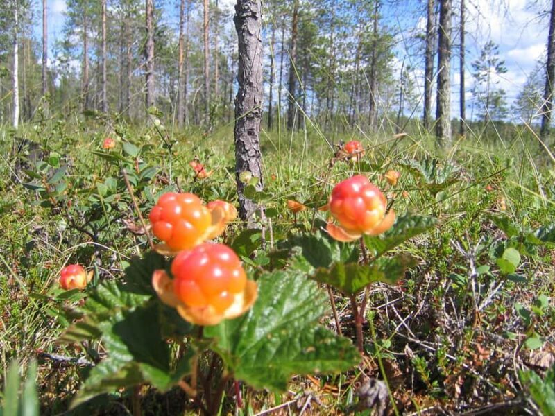Rovaniemi: Insider Berry and Mushroom Picking & Pancakes - Key Points