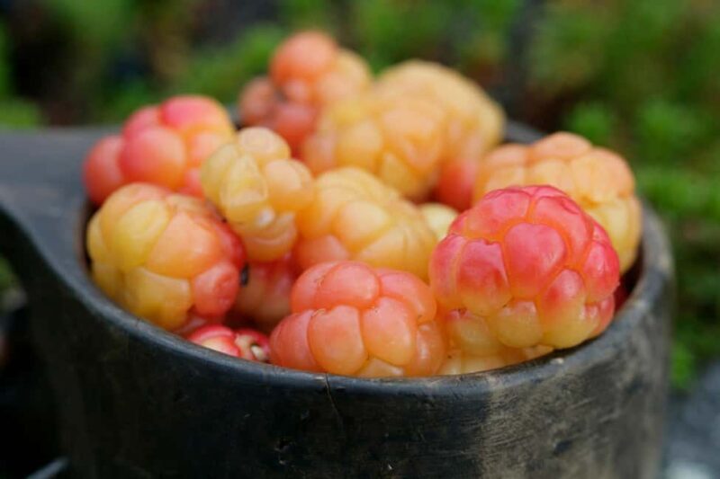 Rovaniemi: Insider Berry and Mushroom Picking & Pancakes - A Practical Look at the Tour Experience