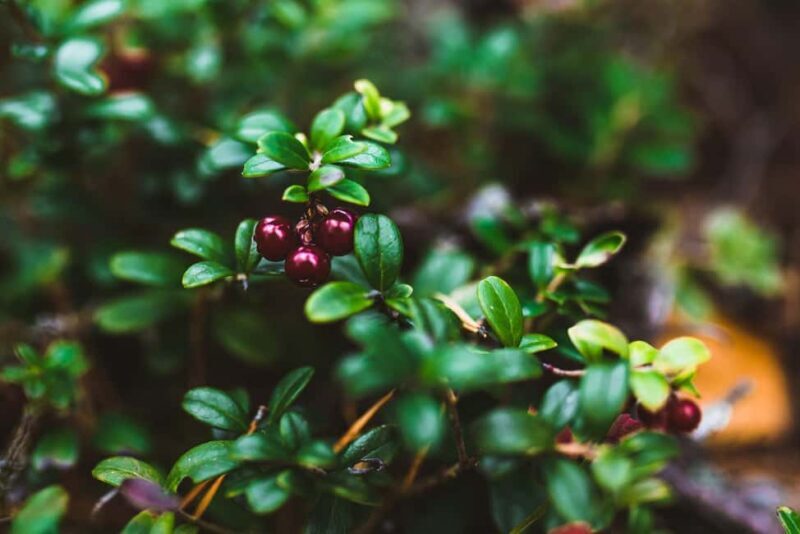 Rovaniemi: Insider Berry and Mushroom Picking & Pancakes - Final Thoughts