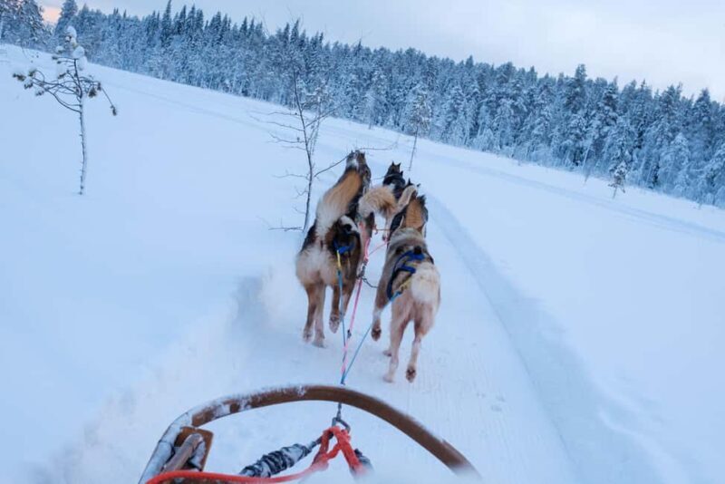 Rovaniemi: Lapland Wilderness Husky Safari 7,5 km - Key Points