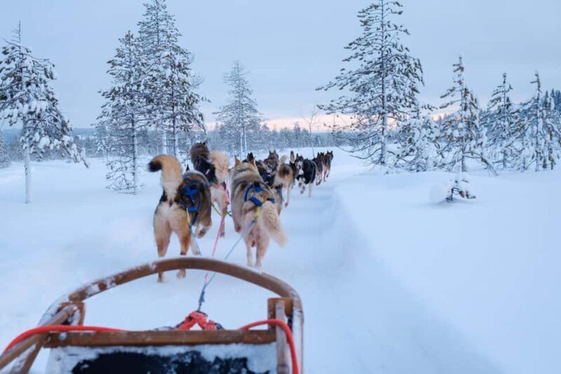 Rovaniemi: Lapland Wilderness Husky Safari 7,5 km - An Honest Look at the Husky Safari