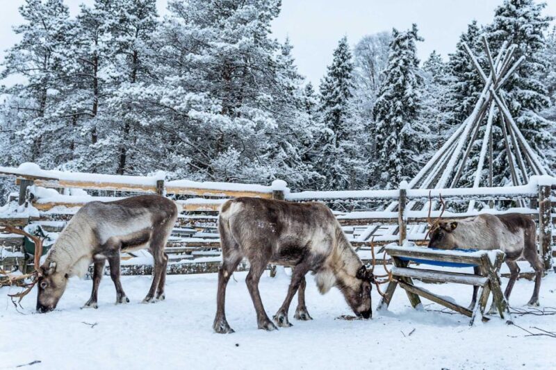 Rovaniemi: Local Reindeer Farm Visit with Sleigh Ride - What to Expect from the Reindeer Farm Tour