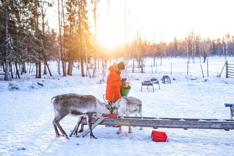 Rovaniemi: Local Reindeer Farm Visit with Sleigh Ride - Things to Consider Before Booking
