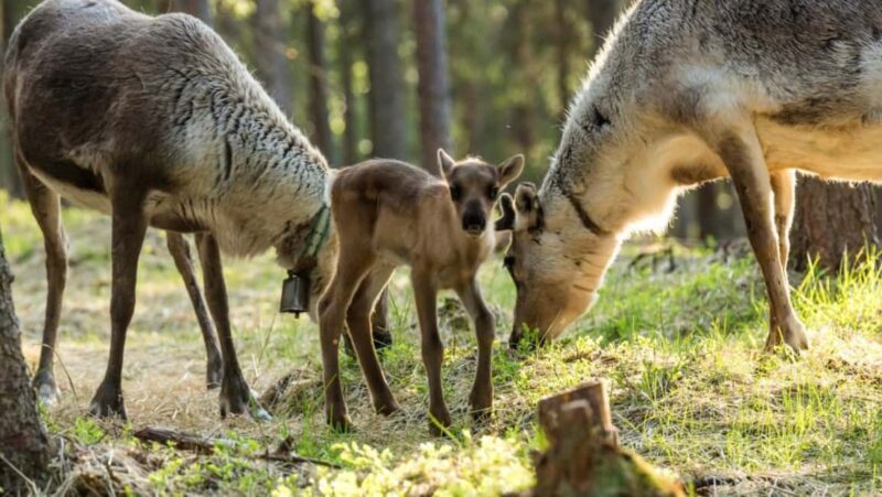 Rovaniemi: Meet & Feed Reindeer at a 200-Year-Old Farm - Key Points