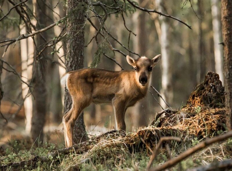 Rovaniemi: Meet & Feed Reindeer at a 200-Year-Old Farm - Frequently Asked Questions