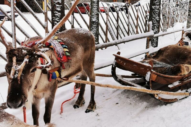 Rovaniemi: Meet Santa Claus, Reindeer Sleigh Ride & Huskies - The Role of Guides