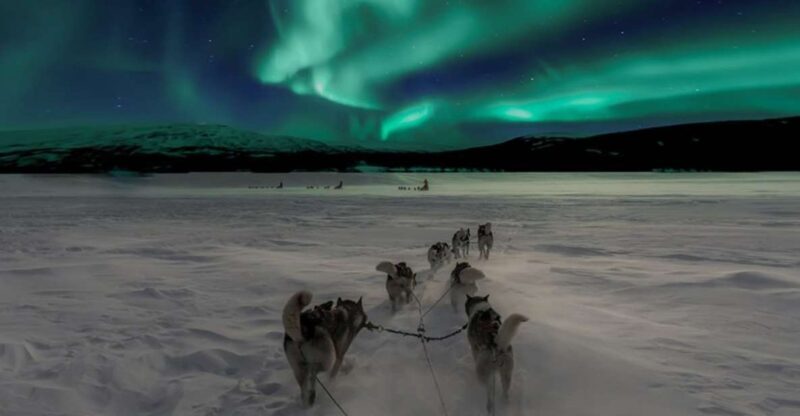 Rovaniemi: Northern Lights and Husky Sleigh Ride - What’s Included and How Does It Value?