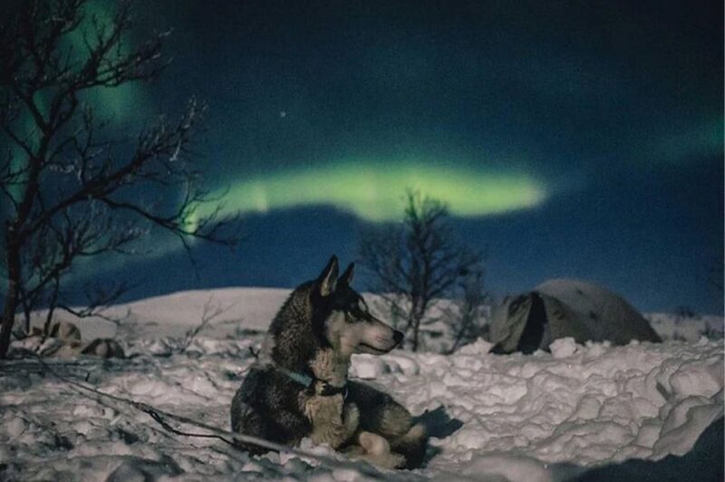 Rovaniemi: Northern Lights and Husky Sleigh Ride - Limitations and Considerations