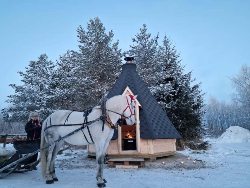 Rovaniemi: Northern Lights Tour with Finnhorses Sleigh Ride - Learning About the Finnhorse