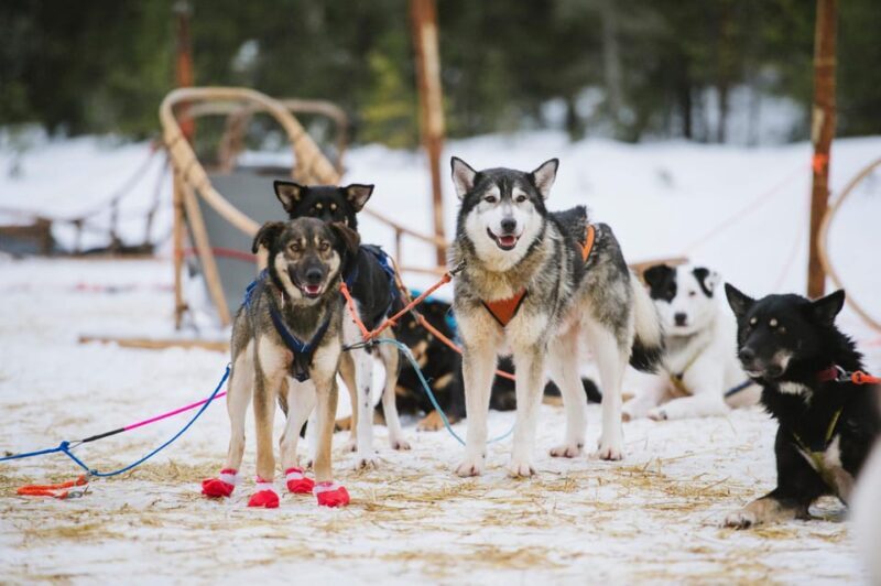 Rovaniemi: One Hour Husky Experience - Key Points