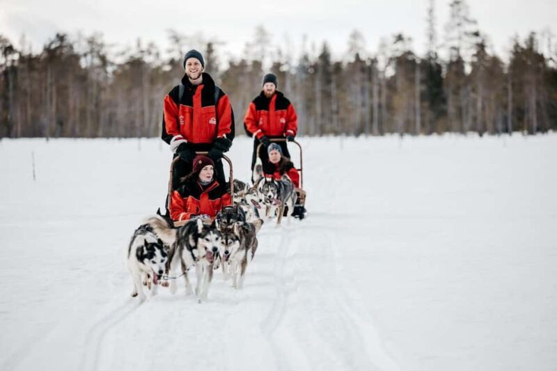 Rovaniemi: One Hour Husky Experience - Key Points
