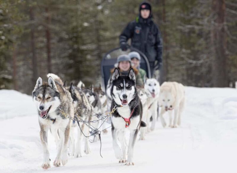 Rovaniemi: One Hour Husky Experience - What You Can Expect From the Husky Experience in Rovaniemi