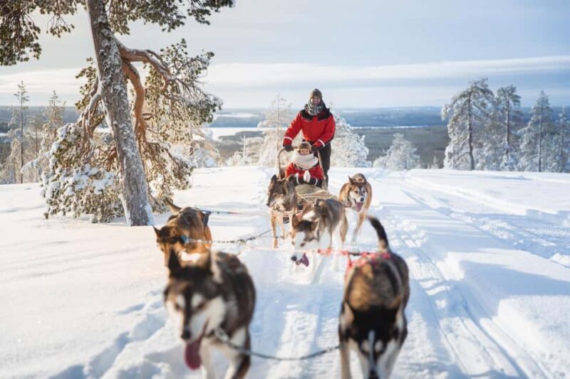 Rovaniemi: One Hour Husky Experience - The Bottom Line