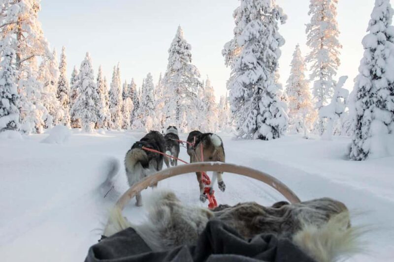 Rovaniemi: One Hour Husky Trip with hotel pick up - Final Thoughts
