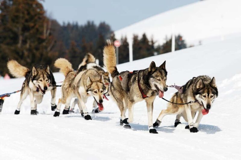 Rovaniemi: Private Husky Safari Husky Ride & Hot Drinks - Key Points