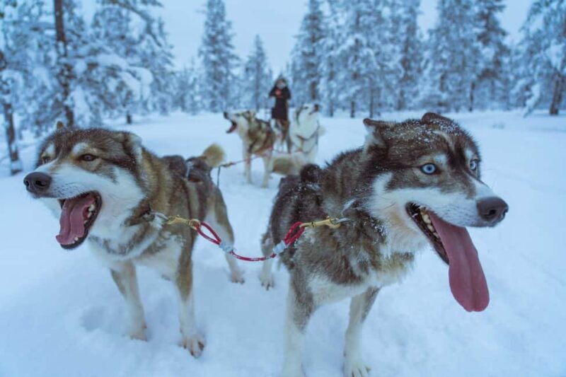 Rovaniemi: Private Husky Safari Husky Ride & Hot Drinks - The Post-Ride Warm-up