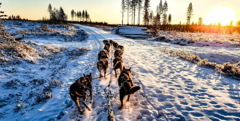 Rovaniemi: Private Husky Safari Husky Ride & Hot Drinks - Is It Worth the Price?