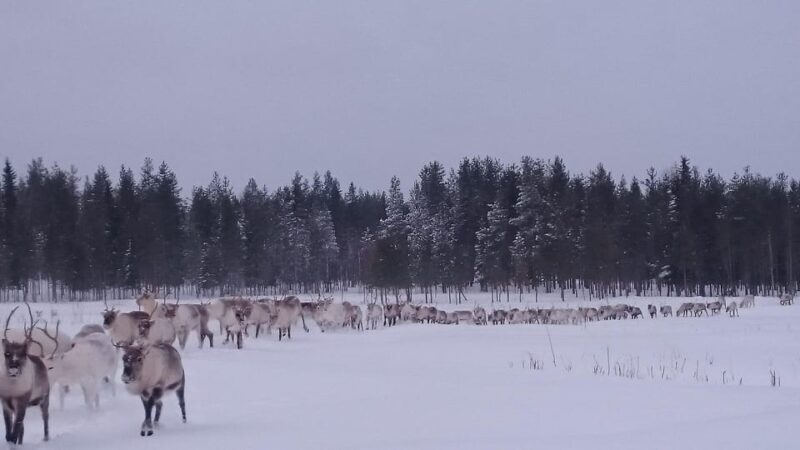 Rovaniemi: Private reindeer farm visit & culture experience - A Full Breakdown of the Reindeer Farm Tour Experience