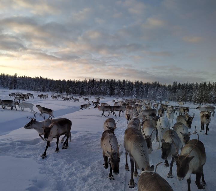 Rovaniemi: Private reindeer farm visit & culture experience - Who Should Consider This Experience?