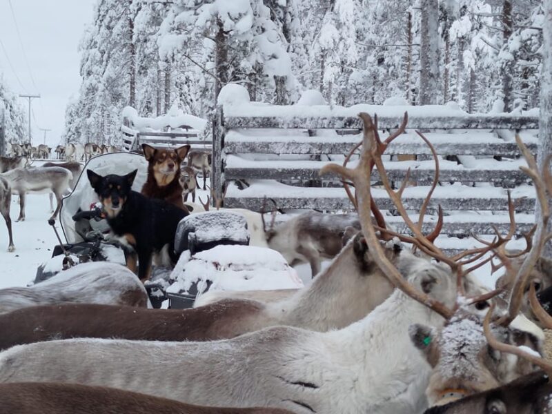 Rovaniemi: Private reindeer farm visit & culture experience - Frequently Asked Questions