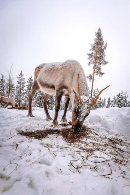Rovaniemi: Private Reindeer Visit & 2.55 km Sleigh Ride - Warmth and Comfort After the Ride