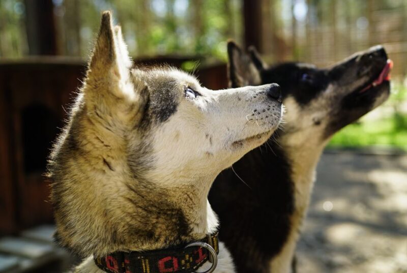 Rovaniemi: Quad Bike Safari, Reindeer & Husky Farm Visit - What to Expect and Why It Matters