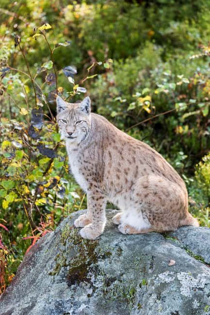 Rovaniemi: Ranua Wildlife Park Day Trip - Who Should Consider This Tour?