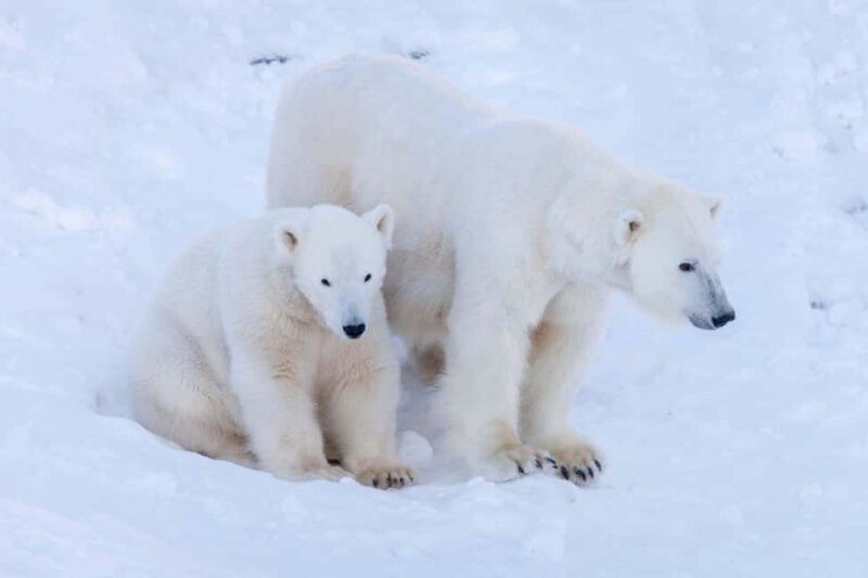 Rovaniemi: Ranua Wildlife Park guided tour with Pro Photos - Key Points
