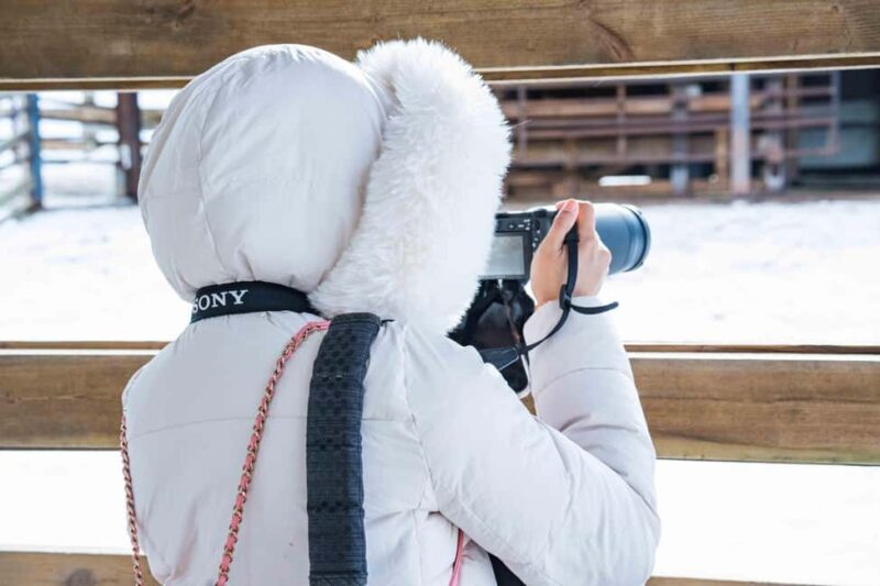 Rovaniemi: Ranua Wildlife Park guided tour with Pro Photos - The Experience: Pros and Cons