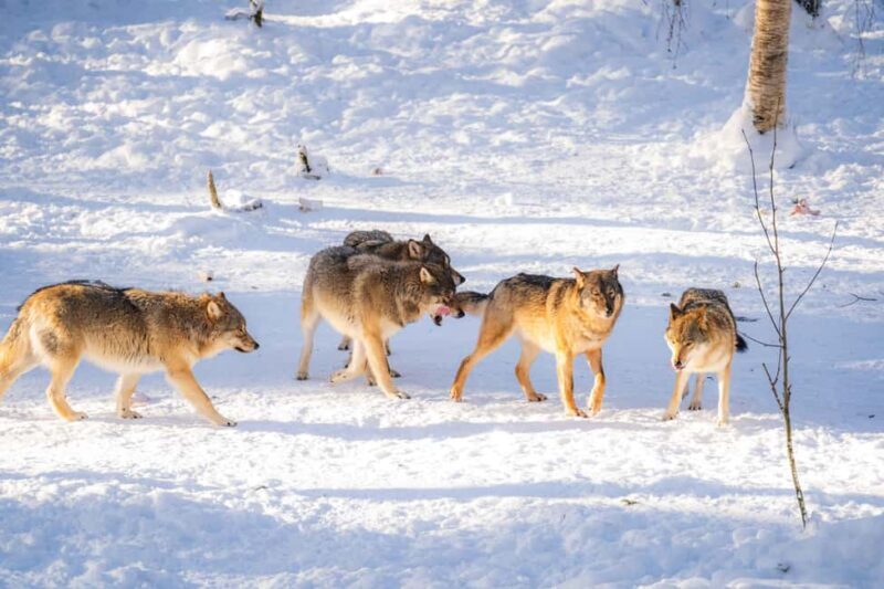 Rovaniemi: Ranua Wildlife Park guided tour with Pro Photos - FAQ