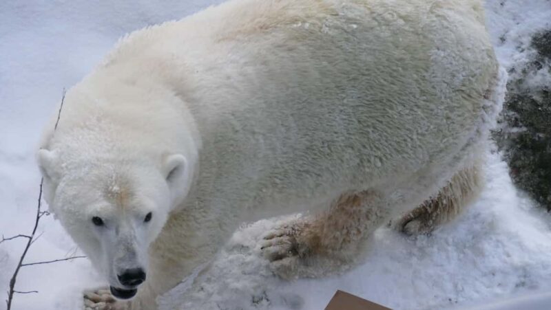 Rovaniemi: Ranua Wildlife Park Tour with Photos & Guide - An Honest Look at the Ranua Wildlife Park Tour