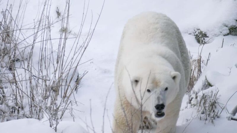 Rovaniemi: Ranua Wildlife Park Tour with Photos & Guide - Who Will Love This Tour?