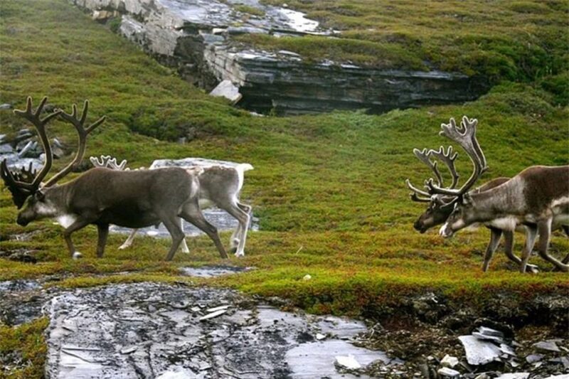 Rovaniemi: Ranua Zoo Entry Ticket with BBQ Picnic - Key Points