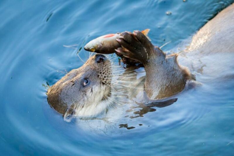 Rovaniemi: Ranua Zoo Ticket with Walking Tour and Lunch - Key Points