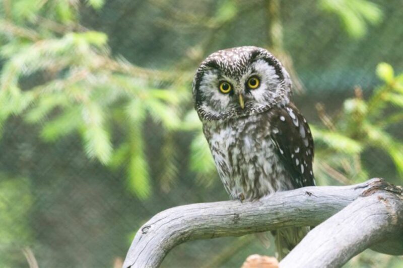 Rovaniemi: Ranua Zoo Ticket with Walking Tour and Lunch - Who Is This Tour Best For?