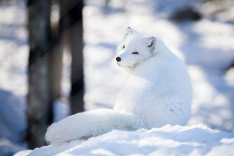 Rovaniemi: Ranua Zoo Ticket with Walking Tour and Lunch - FAQ