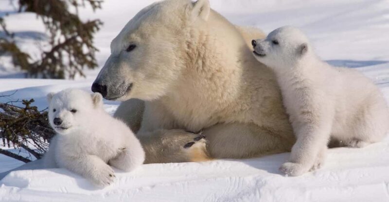 Rovaniemi: Ranua Zoo Visit with Lunch - Key Points