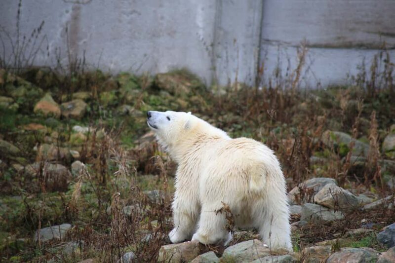 Rovaniemi: Ranua Zoo Wildlife Park Tour with hotel pickup - What to Expect from the Ranua Zoo Wildlife Park Tour