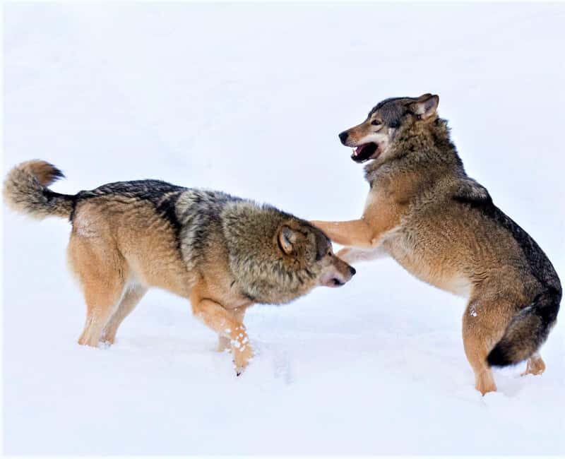 Rovaniemi: Ranua Zoo Wildlife Park Tour with hotel pickup - Time for Shopping and Relaxing