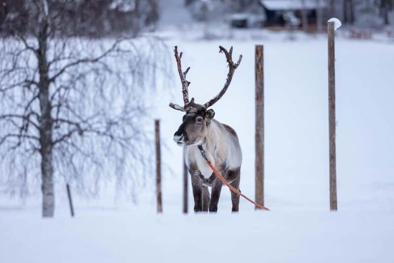 Rovaniemi: Reindeer Experience with Sleigh Ride - Key Points