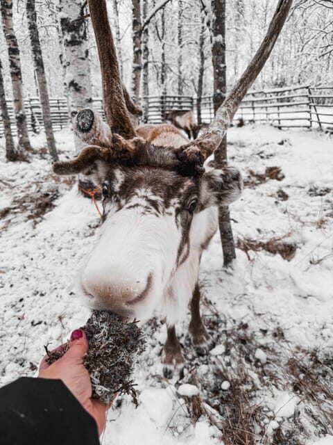 Rovaniemi: Reindeer Experience with Sleigh Ride - Final Thoughts