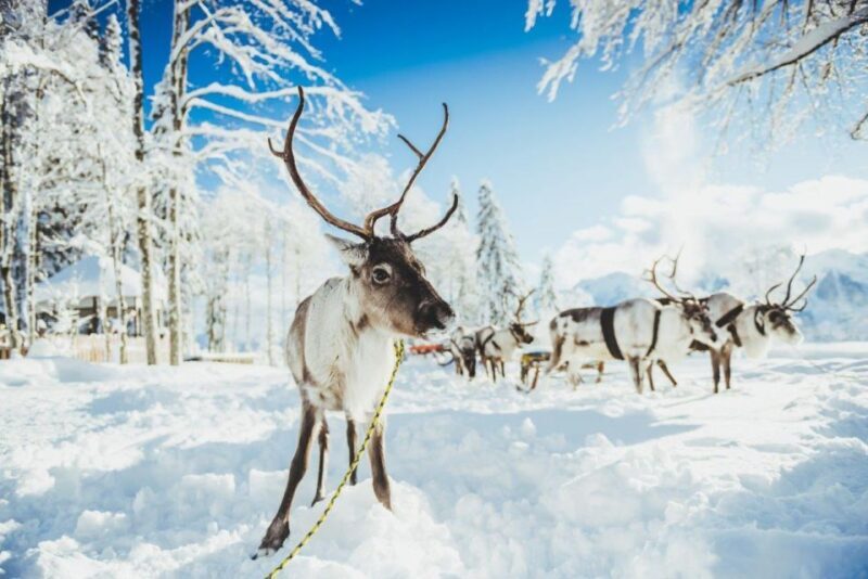 Rovaniemi: Reindeer Farm Tour with Sledge Ride & Pickup - Key Points
