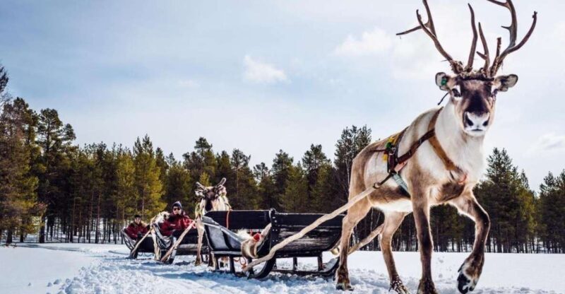 Rovaniemi: Reindeer Farm Tour with Sledge Ride & Pickup - A Closer Look at the Experience