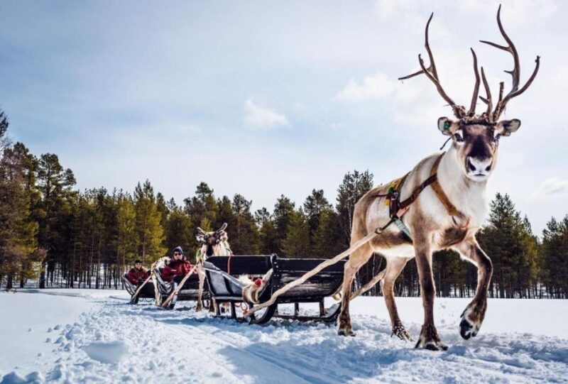 Rovaniemi: Reindeer Farm Tour with Sledge Ride & Pickup - Who Is This Tour Best For?