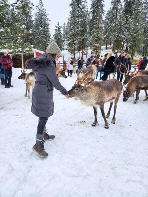Rovaniemi: Reindeer Farm Visit and Sleigh Ride with transfer - What to Expect from the Reindeer Farm Experience