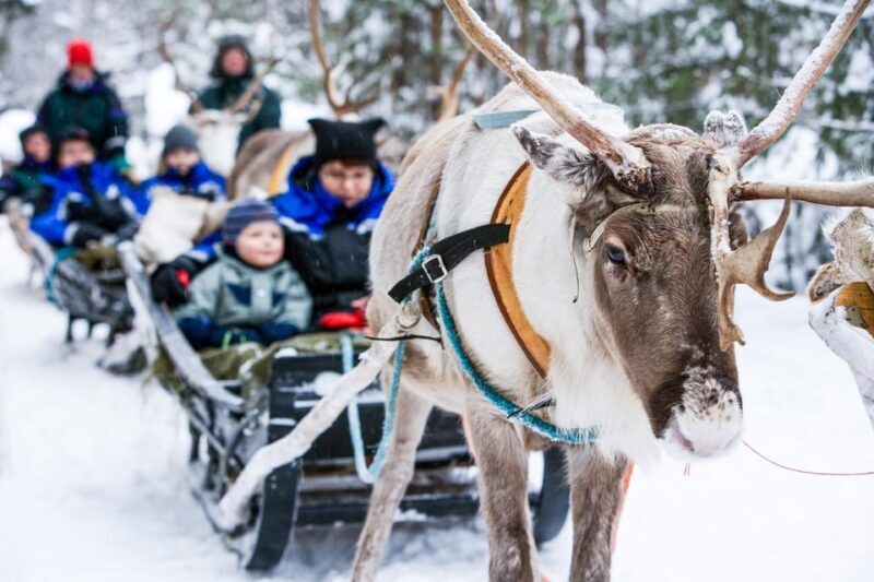 Rovaniemi: Reindeer Farm Visit and Sleigh Ride with transfer - The Practical Side: What’s Included and What’s Not
